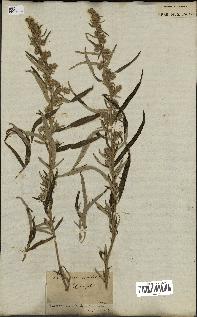 spécimen de Artemisia vulgaris