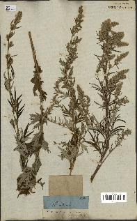 spécimen de Artemisia vulgaris