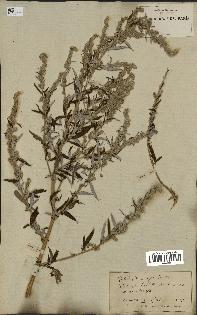 spécimen de Artemisia vulgaris