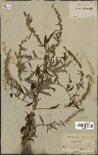 spécimen de Artemisia vulgaris