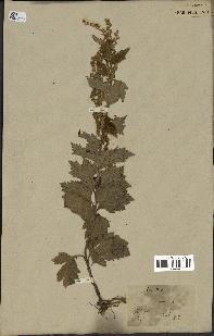 spécimen de Artemisia vulgaris