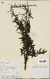 spécimen de Artemisia vulgaris