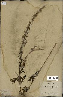 spécimen de Artemisia vulgaris