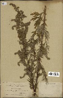 spécimen de Artemisia vulgaris