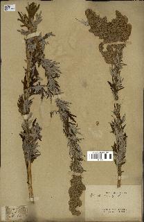 spécimen de Artemisia vulgaris