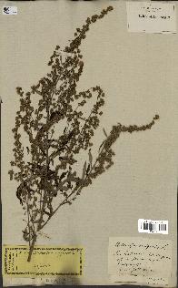 spécimen de Artemisia vulgaris