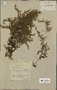 spécimen de Artemisia vulgaris