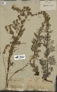 spécimen de Artemisia vulgaris