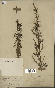 spécimen de Artemisia vulgaris