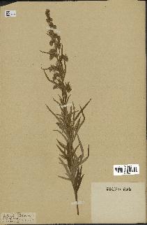 spécimen de Artemisia vulgaris