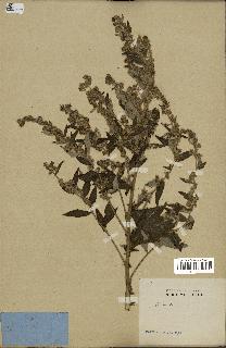 spécimen de Artemisia vulgaris