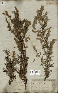 spécimen de Artemisia vulgaris