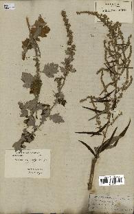 spécimen de Artemisia vulgaris