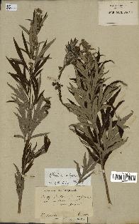 spécimen de Artemisia vulgaris