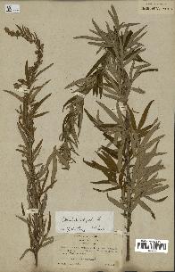 spécimen de Artemisia vulgaris