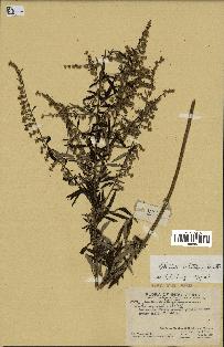 spécimen de Artemisia verlotiorum