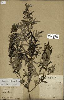 spécimen de Artemisia verlotiorum