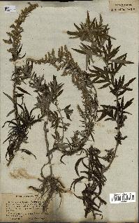 spécimen de Artemisia verlotiorum