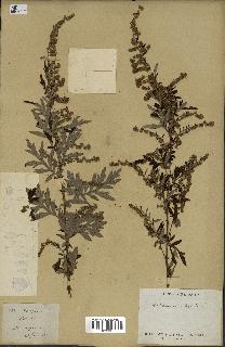 spécimen de Artemisia verlotiorum