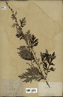 spécimen de Artemisia verlotiorum