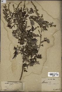 spécimen de Artemisia verlotiorum