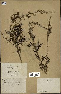 spécimen de Artemisia verlotiorum