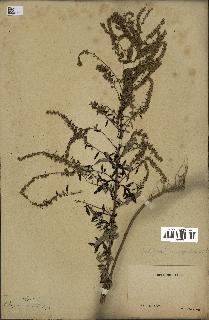 spécimen de Artemisia verlotiorum