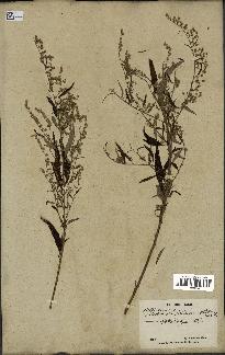 spécimen de Artemisia verlotiorum