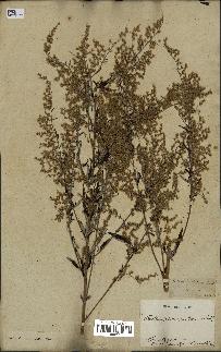 spécimen de Artemisia verlotiorum