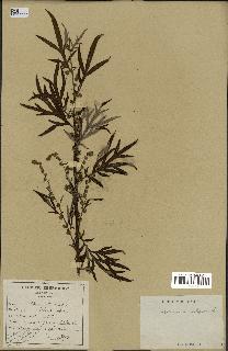 spécimen de Artemisia verlotiorum