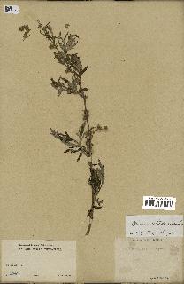 spécimen de Artemisia verlotiorum