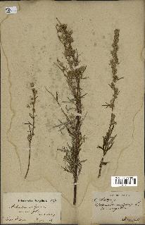 spécimen de Artemisia verlotiorum