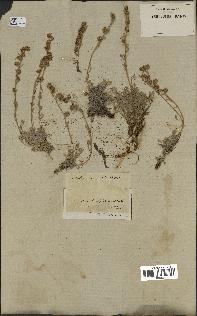 spécimen de Artemisia lanata