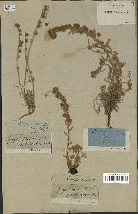 spécimen de Artemisia lanata