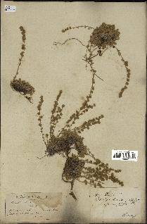 spécimen de Artemisia lanata