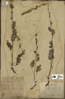 spécimen de Artemisia laciniata