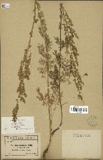 spécimen de Artemisia laciniata