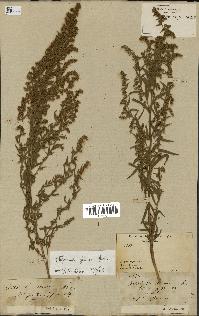 spécimen de Artemisia glauca