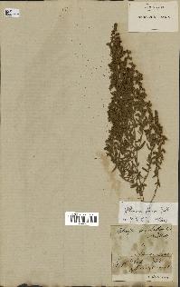 spécimen de Artemisia glauca