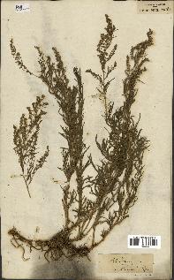 spécimen de Artemisia dracunculus