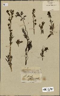 spécimen de Artemisia norvegica