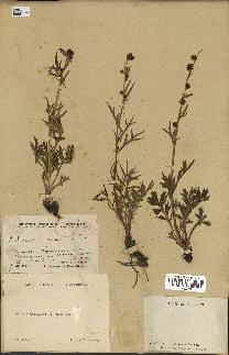 spécimen de Artemisia norvegica