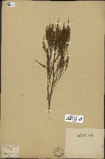 spécimen de Artemisia maritima