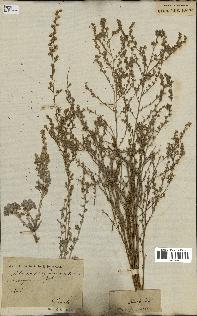 spécimen de Artemisia maritima