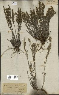 spécimen de Artemisia maritima