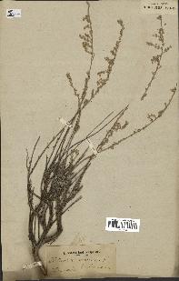 spécimen de Artemisia maritima