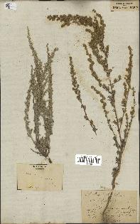 spécimen de Artemisia maritima