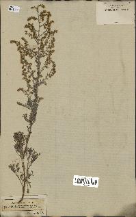 spécimen de Artemisia maritima