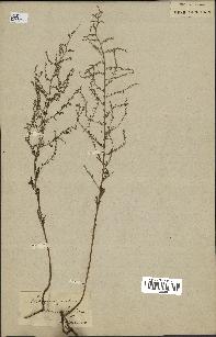 spécimen de Artemisia maritima
