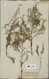 spécimen de Artemisia maritima